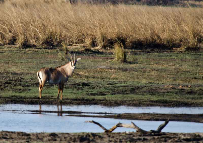 186 - Namibia - antilope Roan - reserva de animales Mahango